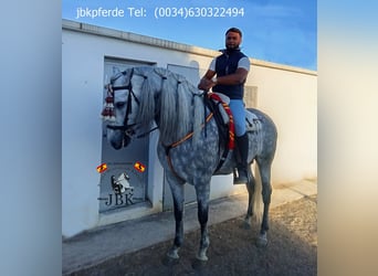 PRE Mestizo, Semental, 4 años, 167 cm, Tordo