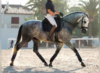 PRE Mestizo, Semental, 4 años, 167 cm, Tordo