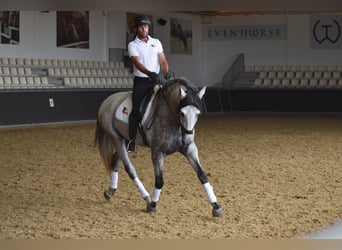 PRE, Semental, 4 años, 167 cm, Tordo rodado