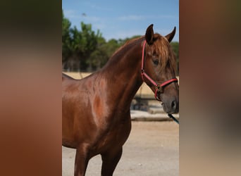 PRE Mestizo, Semental, 4 años, 168 cm, Alazán