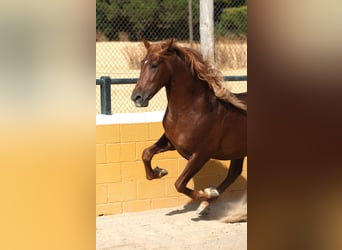 PRE Mestizo, Semental, 4 años, 168 cm, Alazán