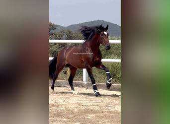 PRE Mestizo, Semental, 4 años, 168 cm, Castaño