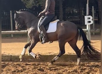 PRE Mestizo, Semental, 4 años, 168 cm, Castaño