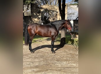 PRE, Semental, 4 años, 168 cm, Castaño