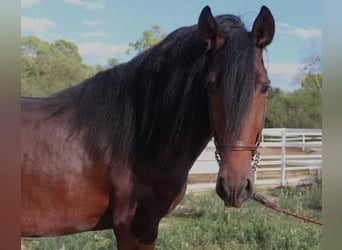 PRE Mestizo, Semental, 4 años, 168 cm, Castaño