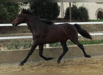 PRE Mestizo, Semental, 4 años, 168 cm, Castaño