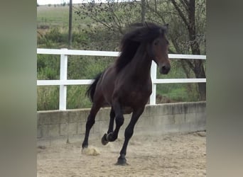 PRE Mestizo, Semental, 4 años, 168 cm, Castaño