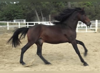 PRE Mestizo, Semental, 4 años, 168 cm, Castaño
