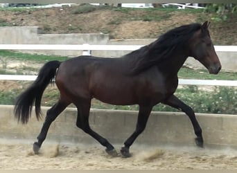 PRE Mestizo, Semental, 4 años, 168 cm, Castaño