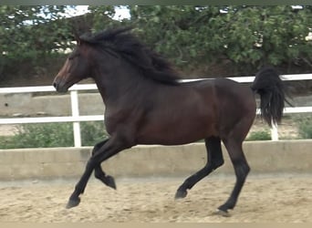 PRE Mestizo, Semental, 4 años, 168 cm, Castaño