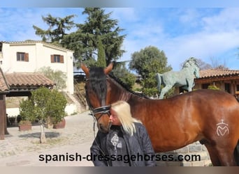 PRE Mestizo, Semental, 4 años, 168 cm, Castaño