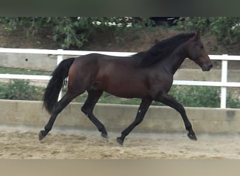 PRE Mestizo, Semental, 4 años, 168 cm, Castaño