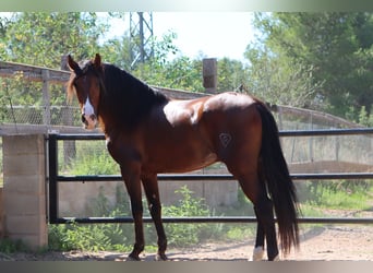 PRE, Semental, 4 años, 168 cm, Castaño claro