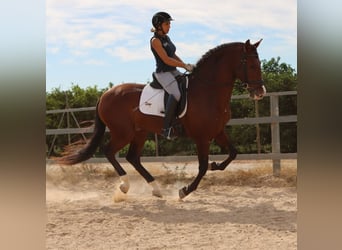 PRE, Semental, 4 años, 168 cm, Castaño claro