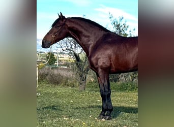 PRE Mestizo, Semental, 4 años, 168 cm, Castaño oscuro