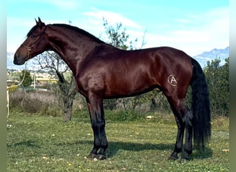 PRE Mestizo, Semental, 4 años, 168 cm, Castaño oscuro
