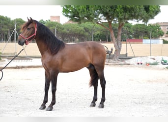 PRE Mestizo, Semental, 4 años, 168 cm, Castaño oscuro