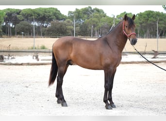 PRE Mestizo, Semental, 4 años, 168 cm, Castaño oscuro