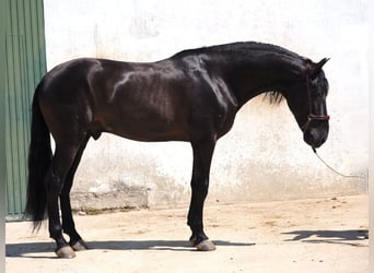 PRE Mestizo, Semental, 4 años, 168 cm, Negro