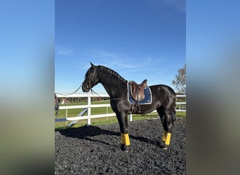 PRE Mestizo, Semental, 4 años, 168 cm, Negro