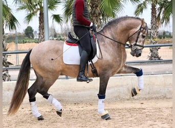 PRE Mestizo, Semental, 4 años, 168 cm, Tordo