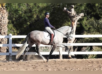 PRE, Semental, 4 años, 168 cm, Tordo