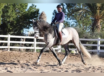 PRE, Semental, 4 años, 168 cm, Tordo