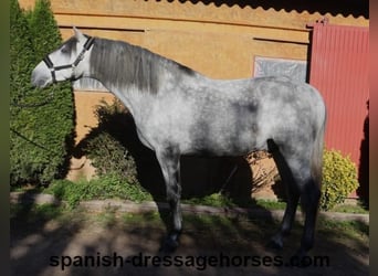 PRE Mestizo, Semental, 4 años, 168 cm, Tordo