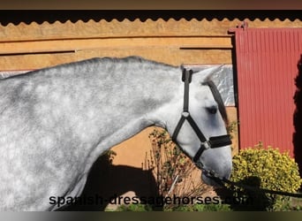 PRE Mestizo, Semental, 4 años, 168 cm, Tordo