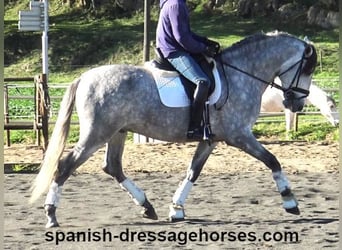 PRE Mestizo, Semental, 4 años, 168 cm, Tordo