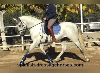 PRE Mestizo, Semental, 4 años, 168 cm, Tordo