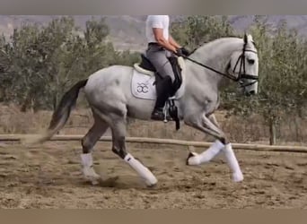 PRE Mestizo, Semental, 4 años, 168 cm, Tordo