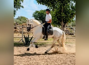 PRE, Semental, 4 años, 168 cm, Tordo