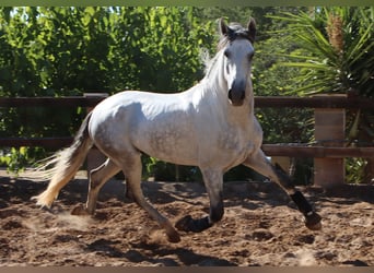 PRE, Semental, 4 años, 168 cm, Tordo rodado