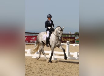 PRE Mestizo, Semental, 4 años, 168 cm, Tordo rodado