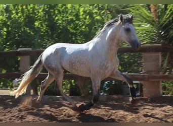 PRE, Semental, 4 años, 168 cm, Tordo rodado