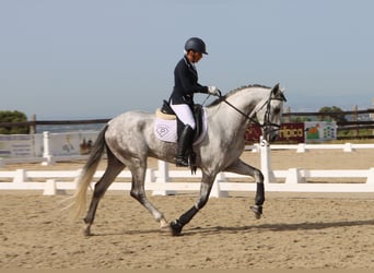 PRE Mestizo, Semental, 4 años, 168 cm, Tordo rodado