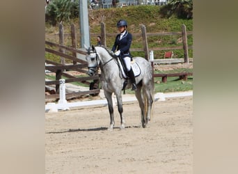 PRE Mestizo, Semental, 4 años, 168 cm, Tordo rodado