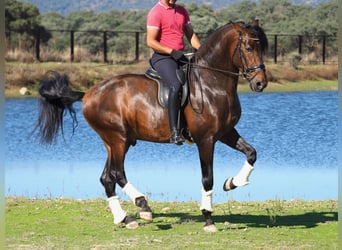 PRE Mestizo, Semental, 4 años, 169 cm, Castaño