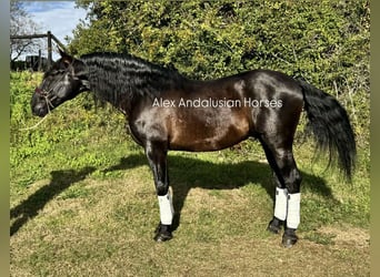 PRE Mestizo, Semental, 4 años, 169 cm, Negro