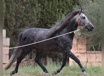 PRE, Semental, 4 años, 169 cm, Tordo