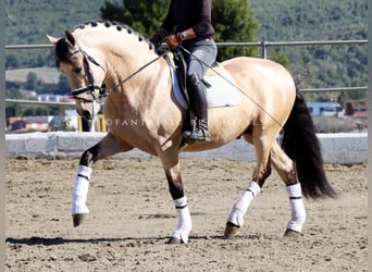 PRE Mestizo, Semental, 4 años, 170 cm, Buckskin/Bayo