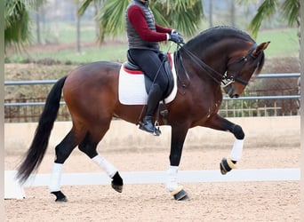 PRE Mestizo, Semental, 4 años, 170 cm, Castaño