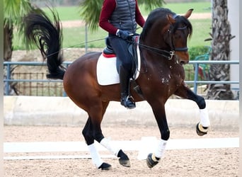 PRE Mestizo, Semental, 4 años, 170 cm, Castaño