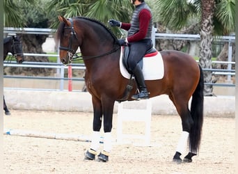 PRE Mestizo, Semental, 4 años, 170 cm, Castaño