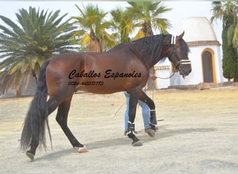 PRE, Semental, 4 años, 170 cm, Castaño