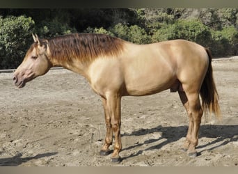 PRE Mestizo, Semental, 4 años, 170 cm, Champán