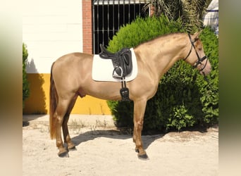 PRE Mestizo, Semental, 4 años, 170 cm, Champán