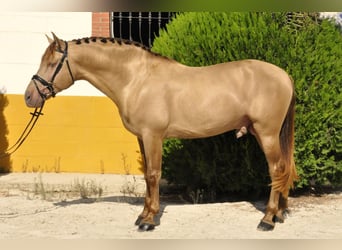 PRE Mestizo, Semental, 4 años, 170 cm, Champán