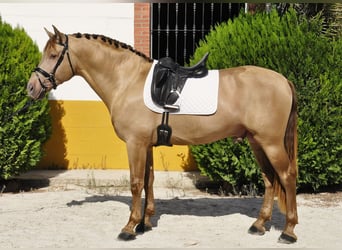 PRE Mestizo, Semental, 4 años, 170 cm, Champán